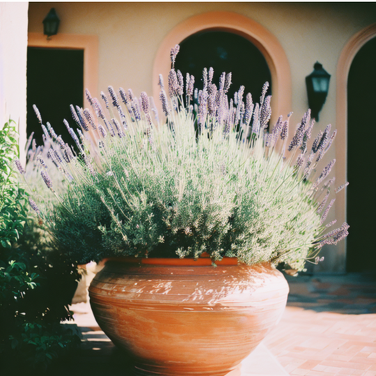 Lavender in Terracotta